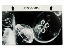 Защитная плёнка текстурная на заднюю часть Животный мир (Медузы, S858) 